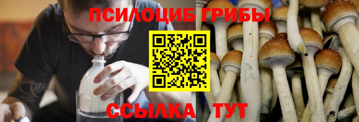 Галлюциногенные грибы прущие грибы  Вход с VPN  Галлюциногенные грибы GOLDEN TEACHER  Елабуга 